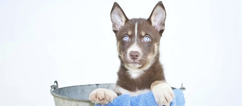 Peluquería canina: ¡pon guapo a tu perro!