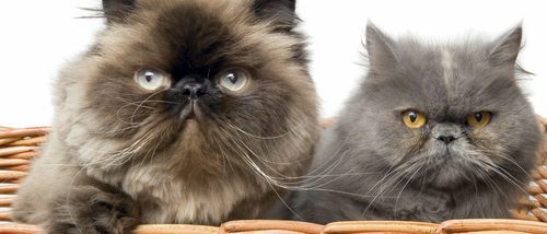 Gato persa: todo sobre esta raza de felino