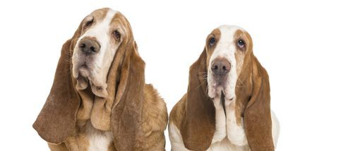 Razas de perros: Basset hound