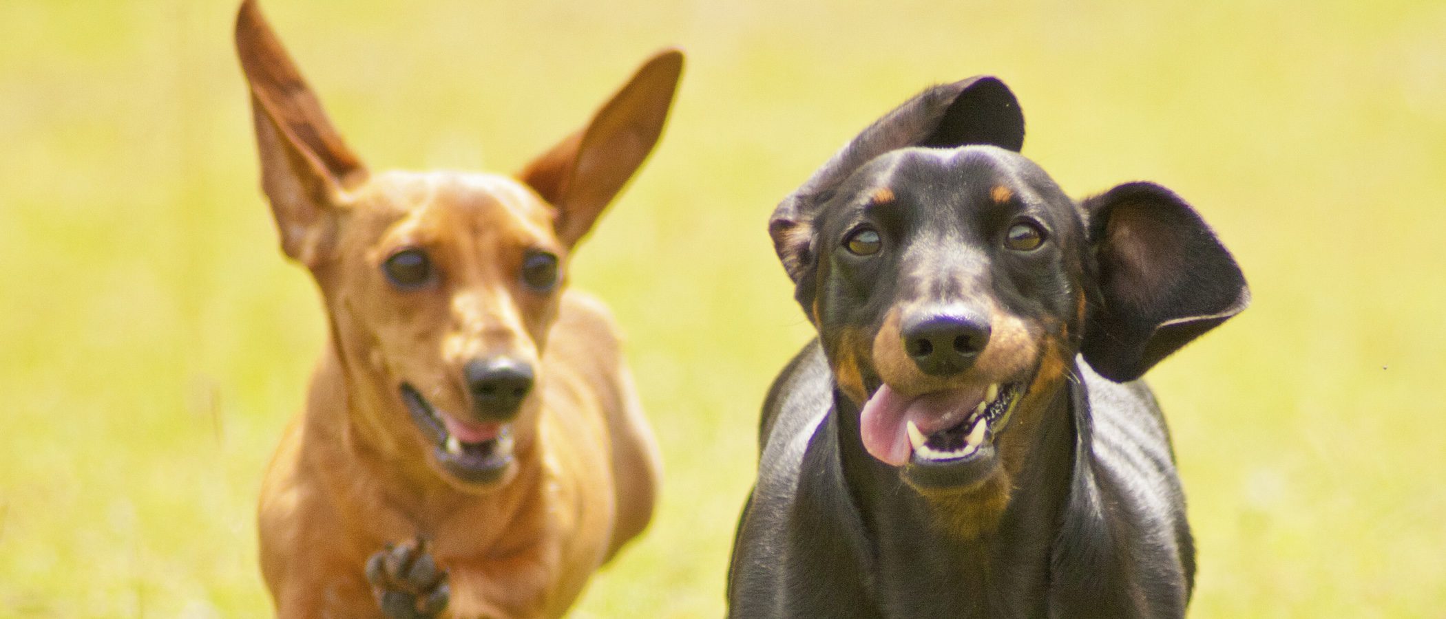 Razas de perros: Dachshund o perro salchicha