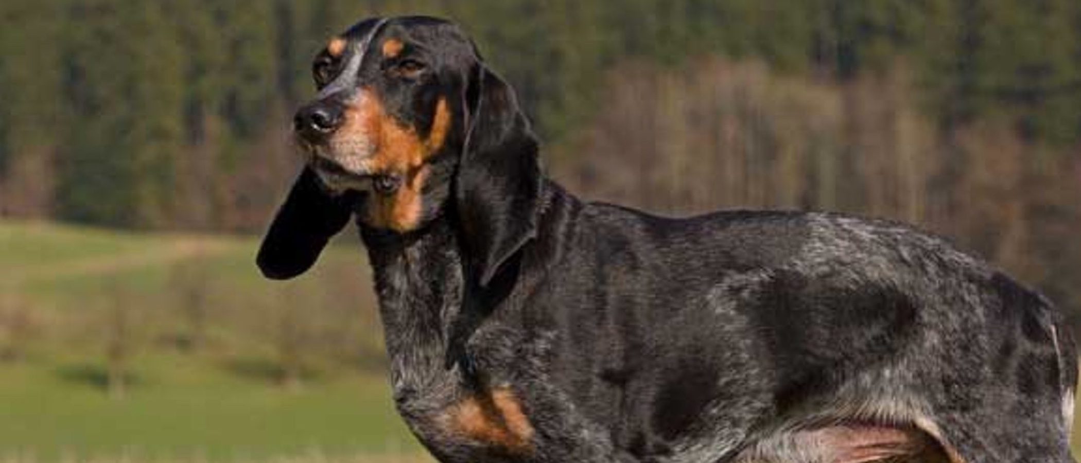 Razas de perros: Schweizerischer Niederlaufhund o pequeño sabueso de Suiza
