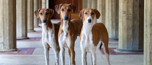 Razas de perros: Azawakh o Galgo africano
