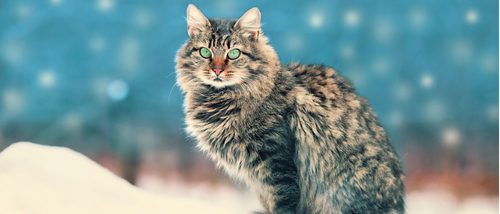 Gato Siberiano: todo sobre esta raza de felino