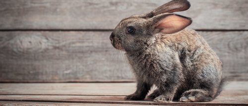 ¿Cuántos años vive un conejo?