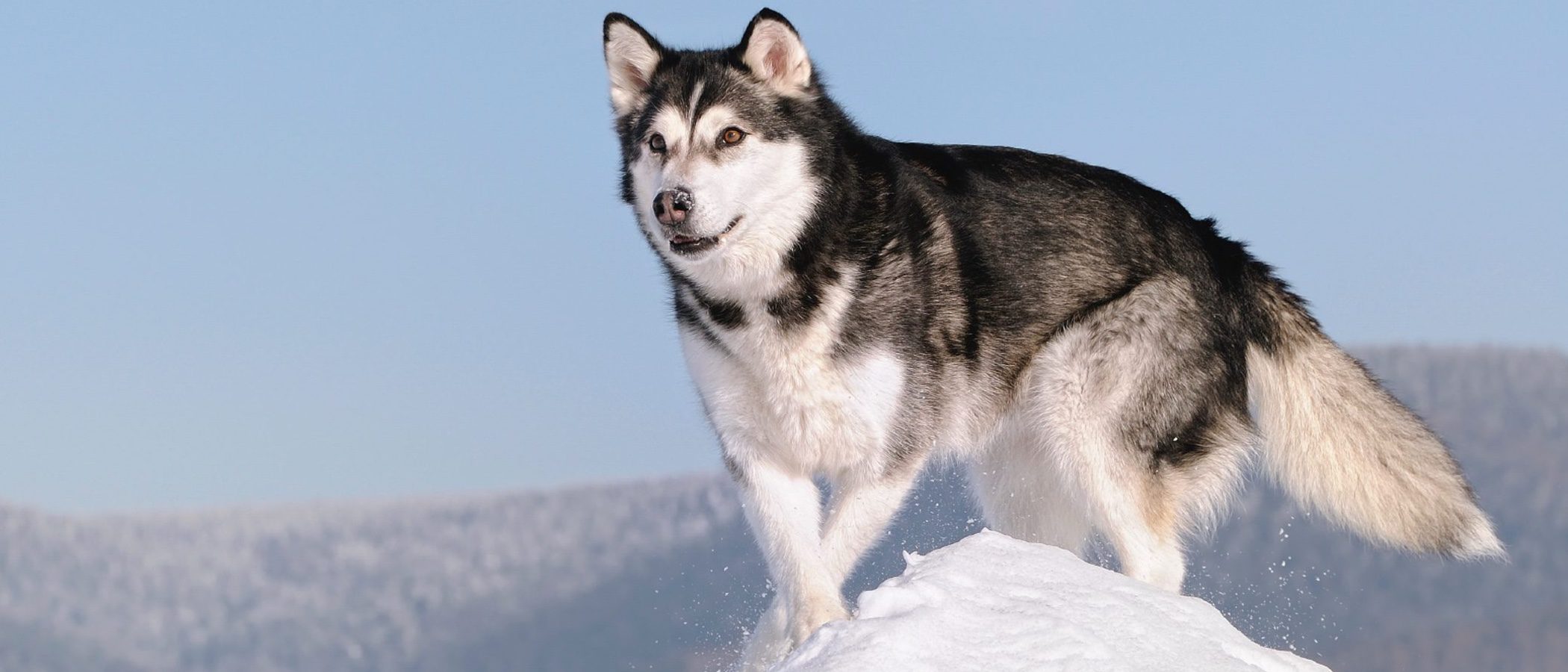 Alaskan Malamute: Razas de perros