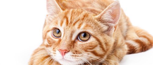 Depresión en los gatos: cómo saber si nuestra mascota está triste