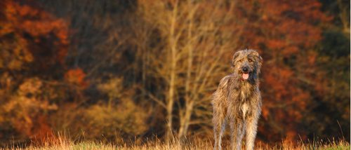 Razas de perros: Irish Wolfhound o Lobero Irlandés