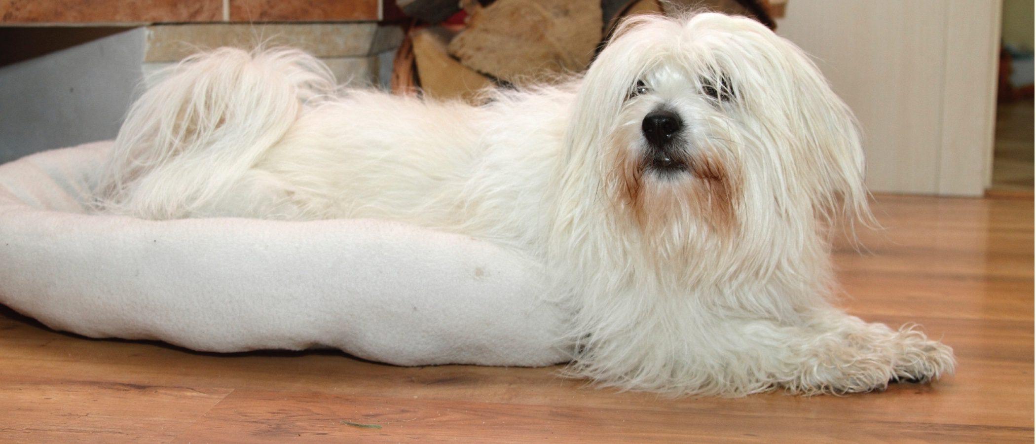 Sada asistencia Agresivo Razas de perros: Coton de Tuléar - Bekia Mascotas