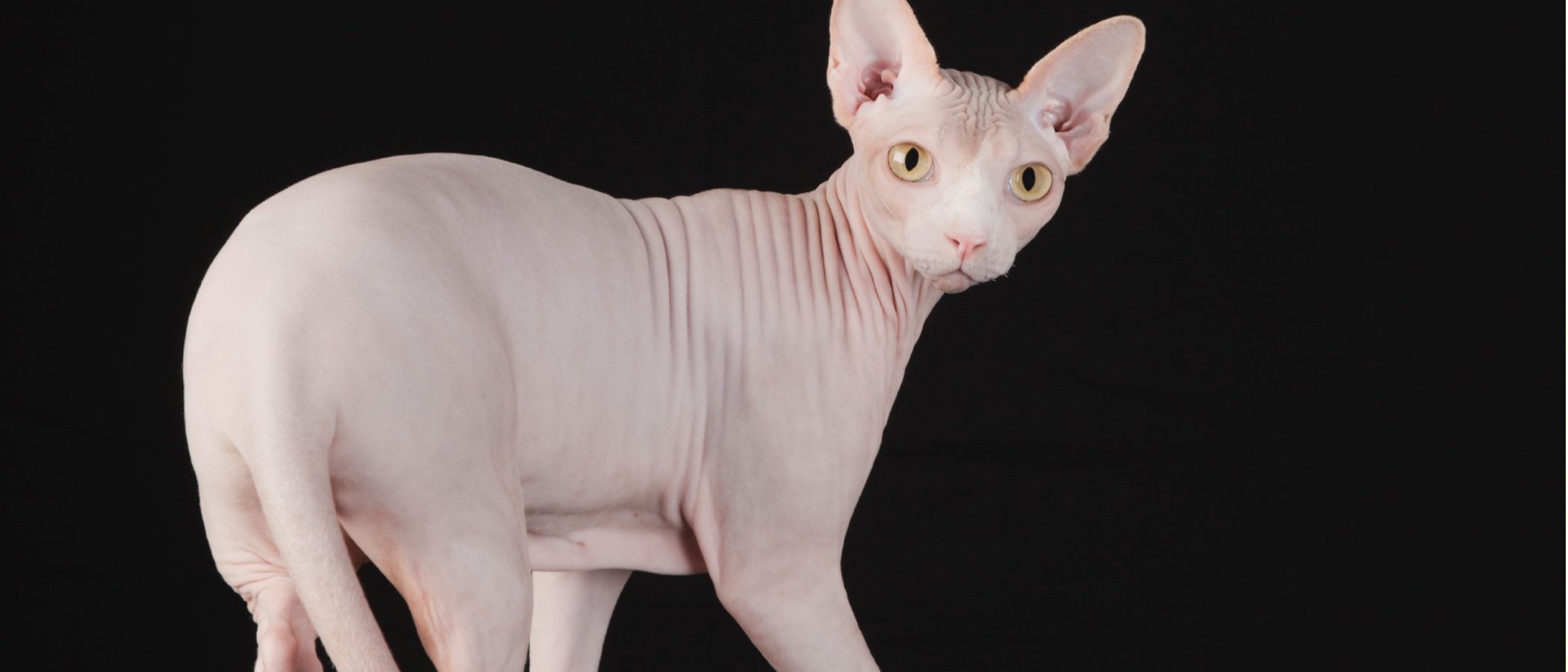 Sphynx o gato egipcio: todo sobre esta raza de felino