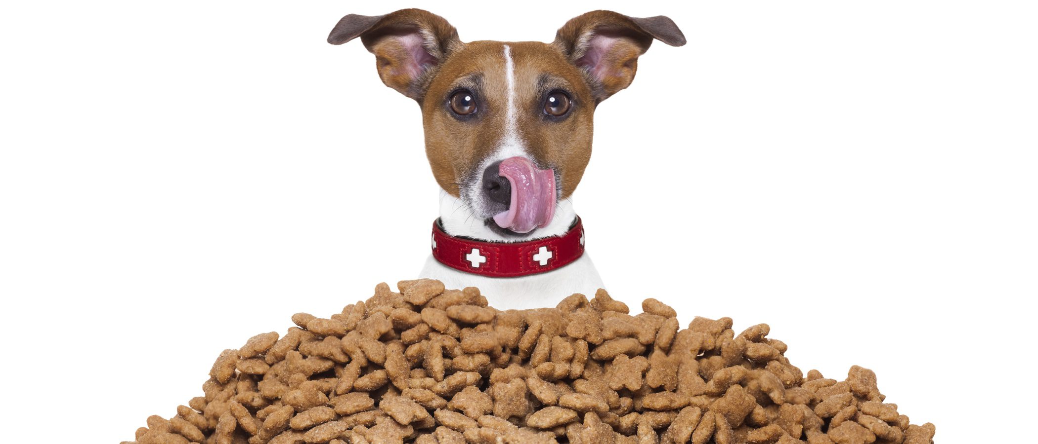 Alimentar a mi mascota: ¿Qué pienso es el más adecuado para mi perro?