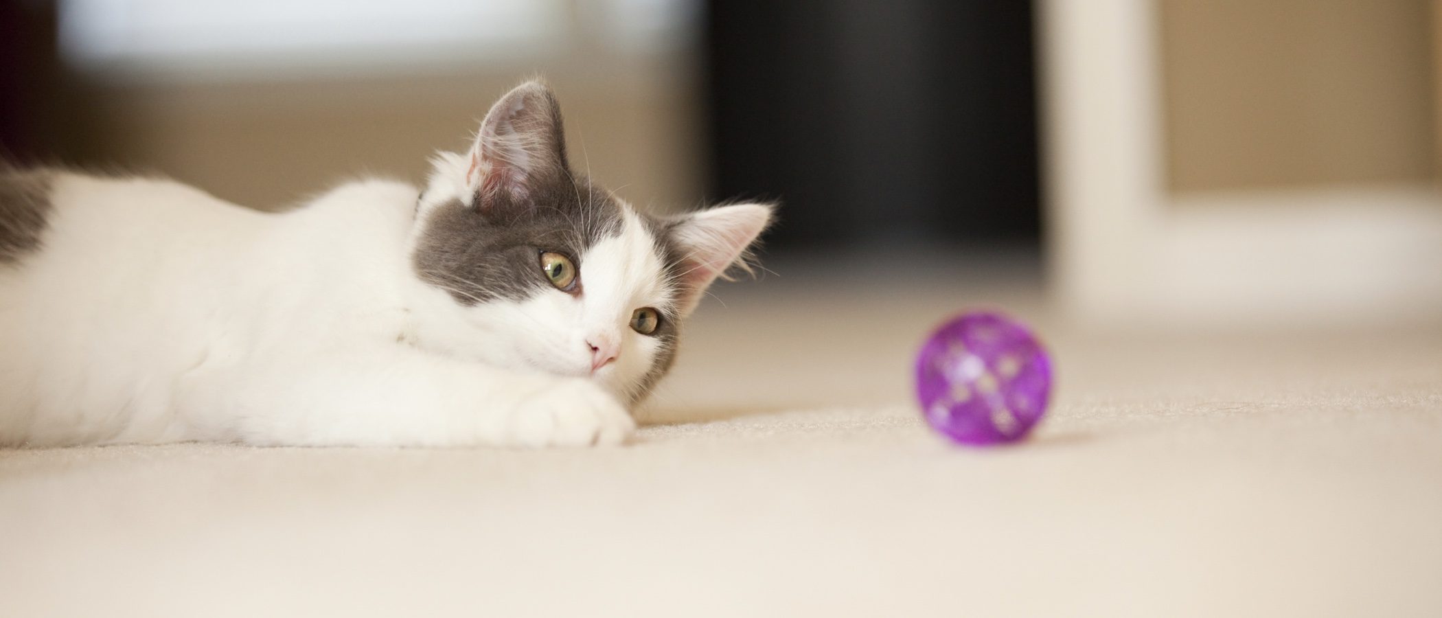 Tipos de juguetes para gatos: ¿Cuáles son los más adecuados?