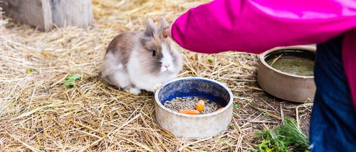 Mi conejo está gordo: ¿Cómo puedo hacer que pierda peso?
