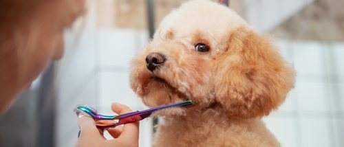 Pautas y consejos para cortar el pelo a tu perro
