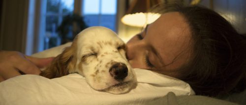 5 consejos para que tu perro duerma toda la noche