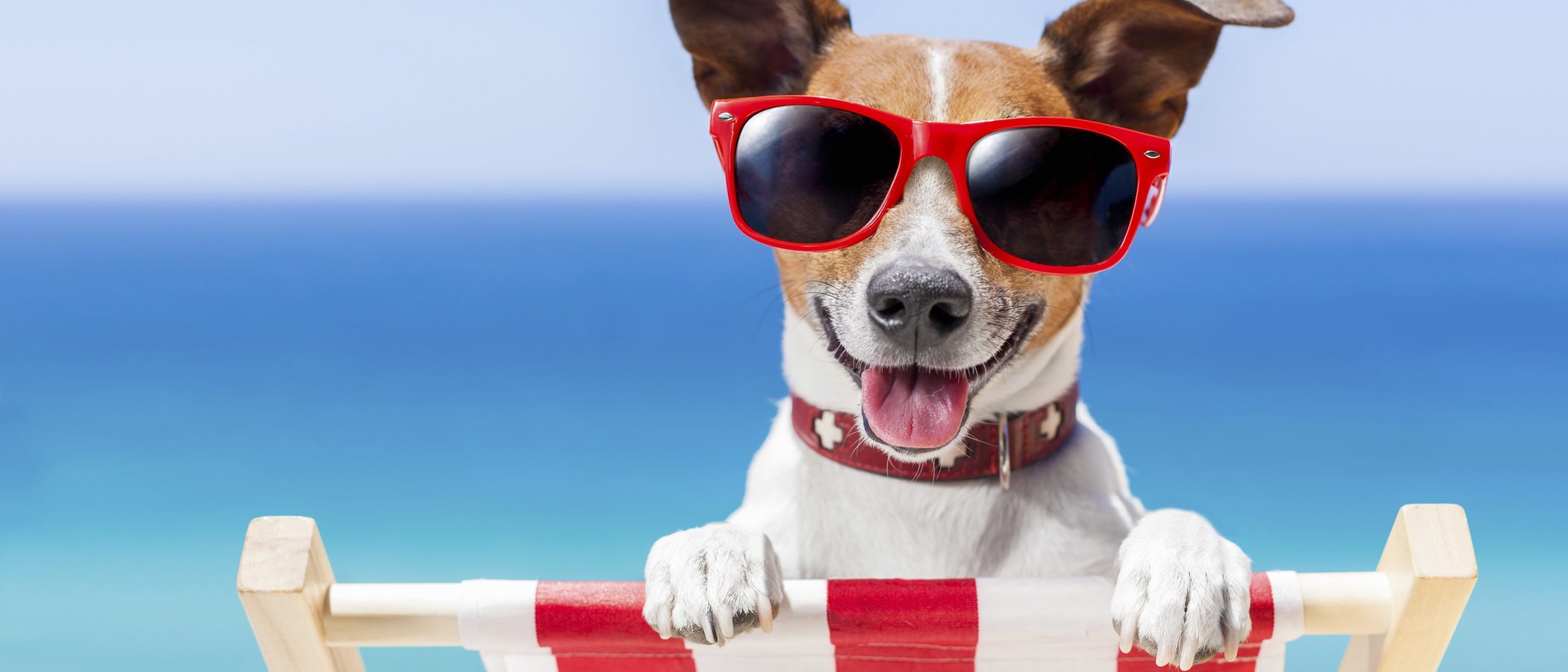 Normas y consejos que tener en cuenta a la hora de ir a la playa con tu perro