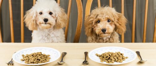 Cocina para tu perro: Recetas rápidas y sanas para tu mascota