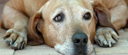 Artritis canina: Síntomas y tratamiento