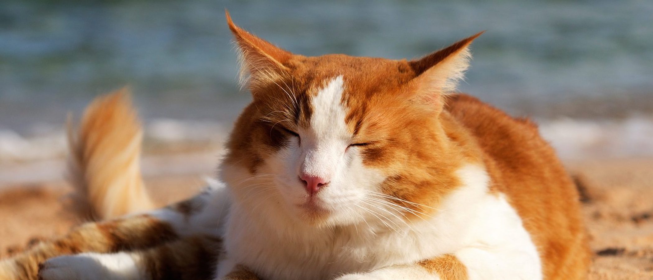 5 formas para hacer que tu gato sobrelleve mejor el calor