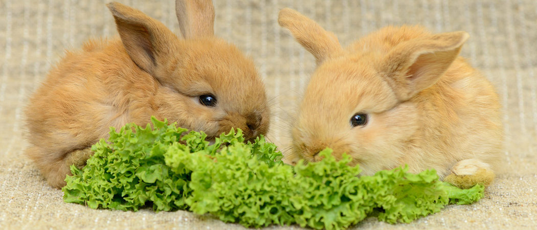 Cómo alimentar correctamente a un conejo