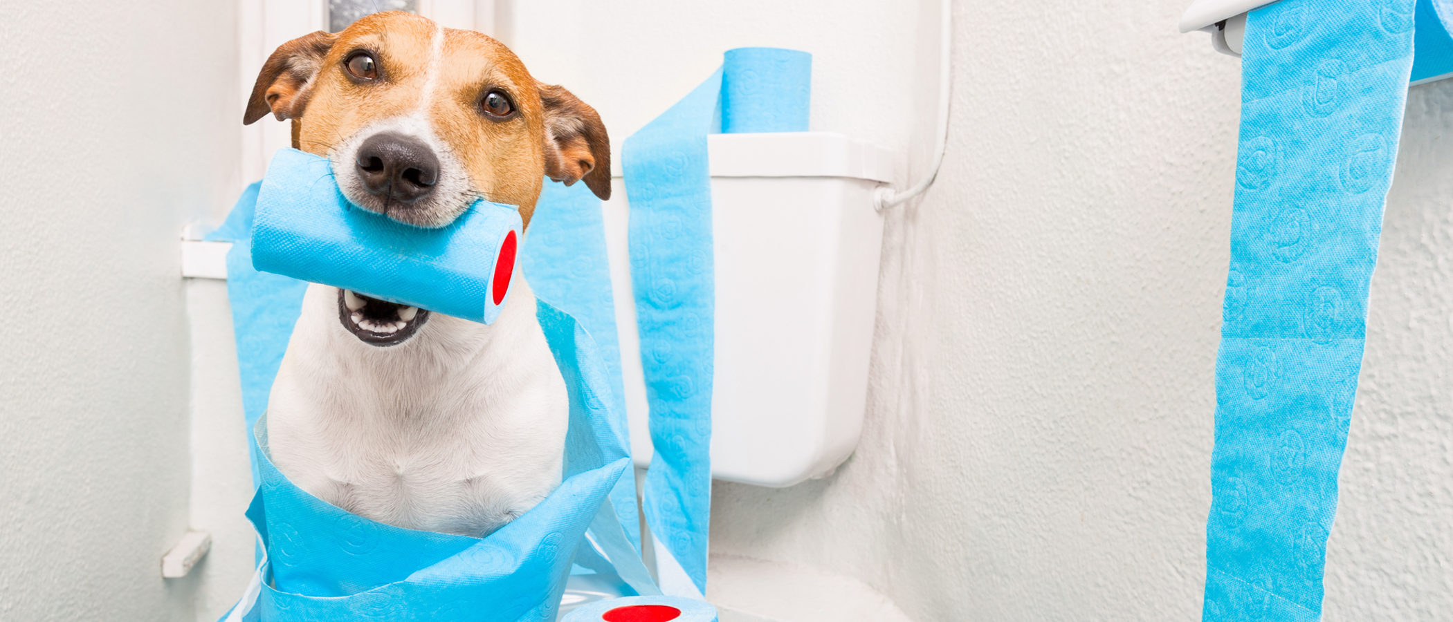 ¿Cómo puedo combatir la diarrea de mi perro?