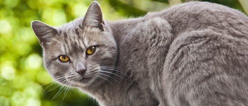 Chartreux o Gato Cartujo: Todo sobre esta raza de felino