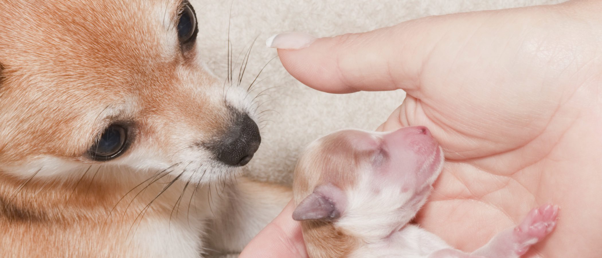 Consejos para cuidar a un perro recién nacido prematuro