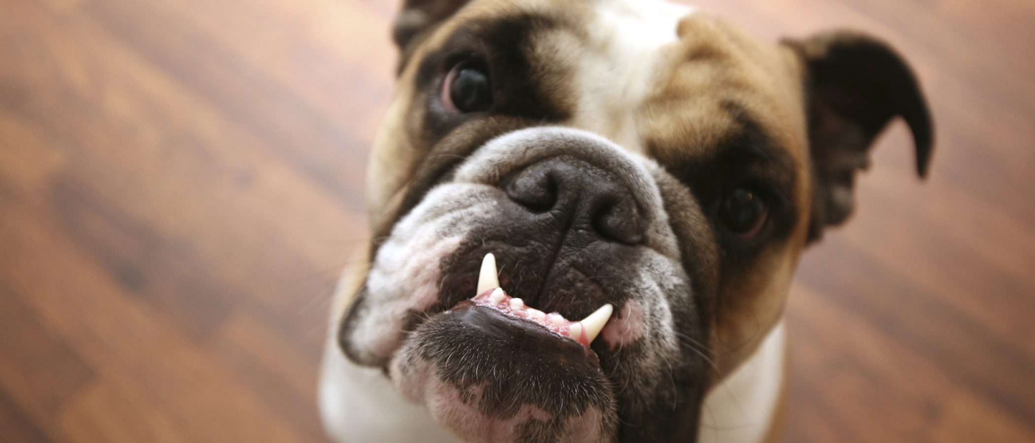Alimentos que dañan la dentadura de tu perro