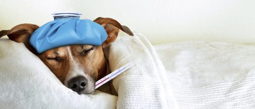 ¿Cómo puedo saber si mi perro tiene fiebre?