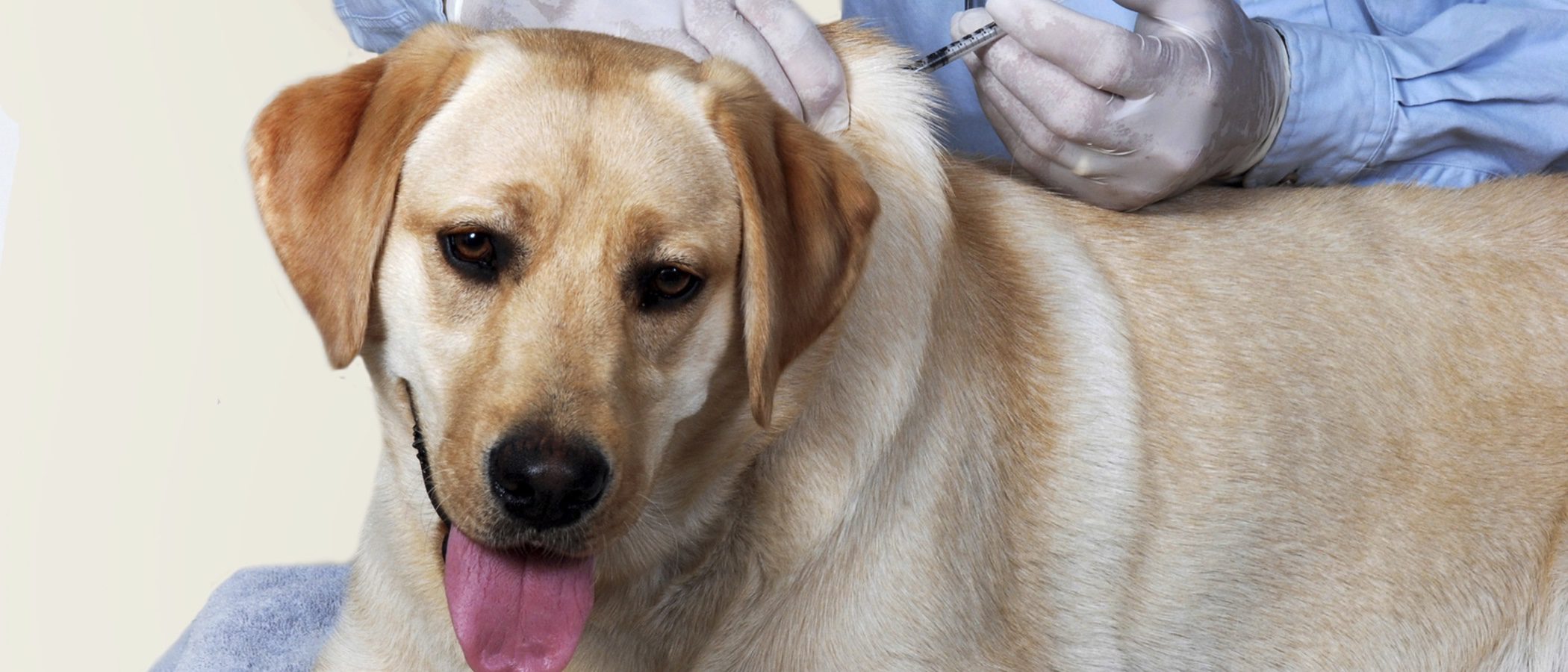 ¿Qué vacunas hay que poner a un perro?