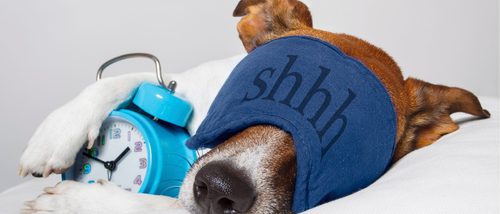 Consejos para elegir la cama correcta para tu perro
