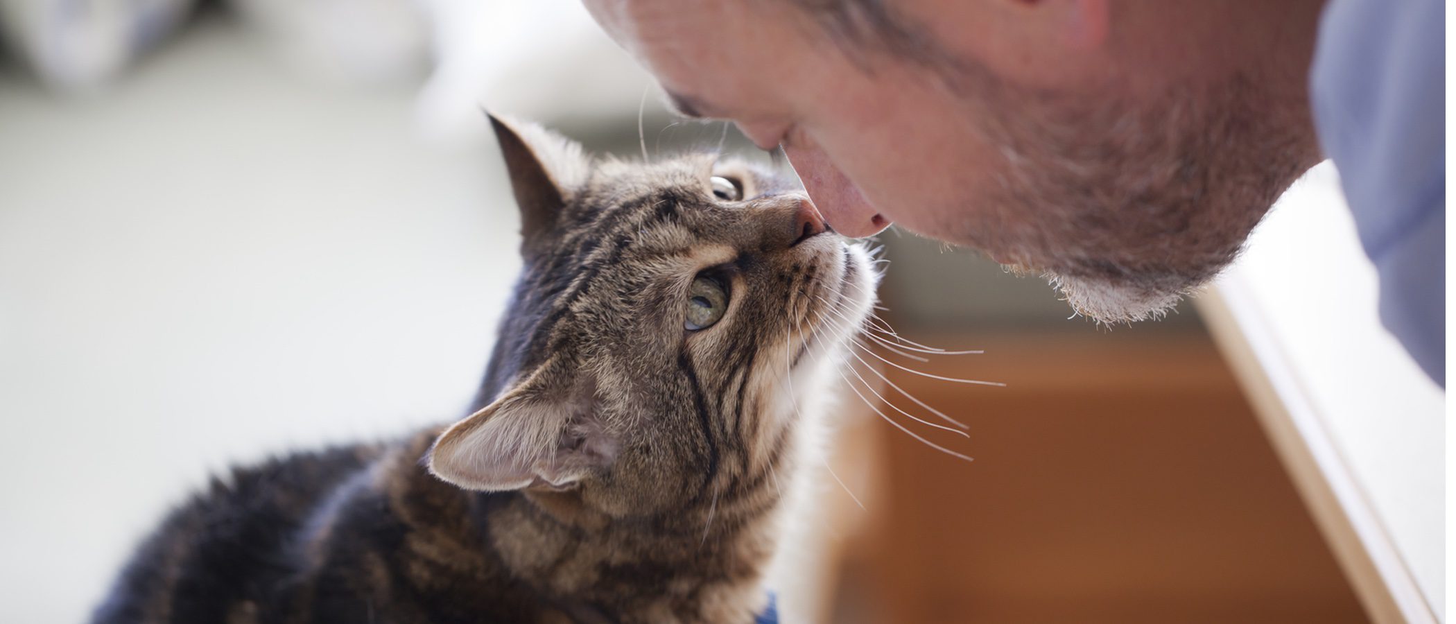 Las 10 razas de gato más cariñosas - Bekia Mascotas