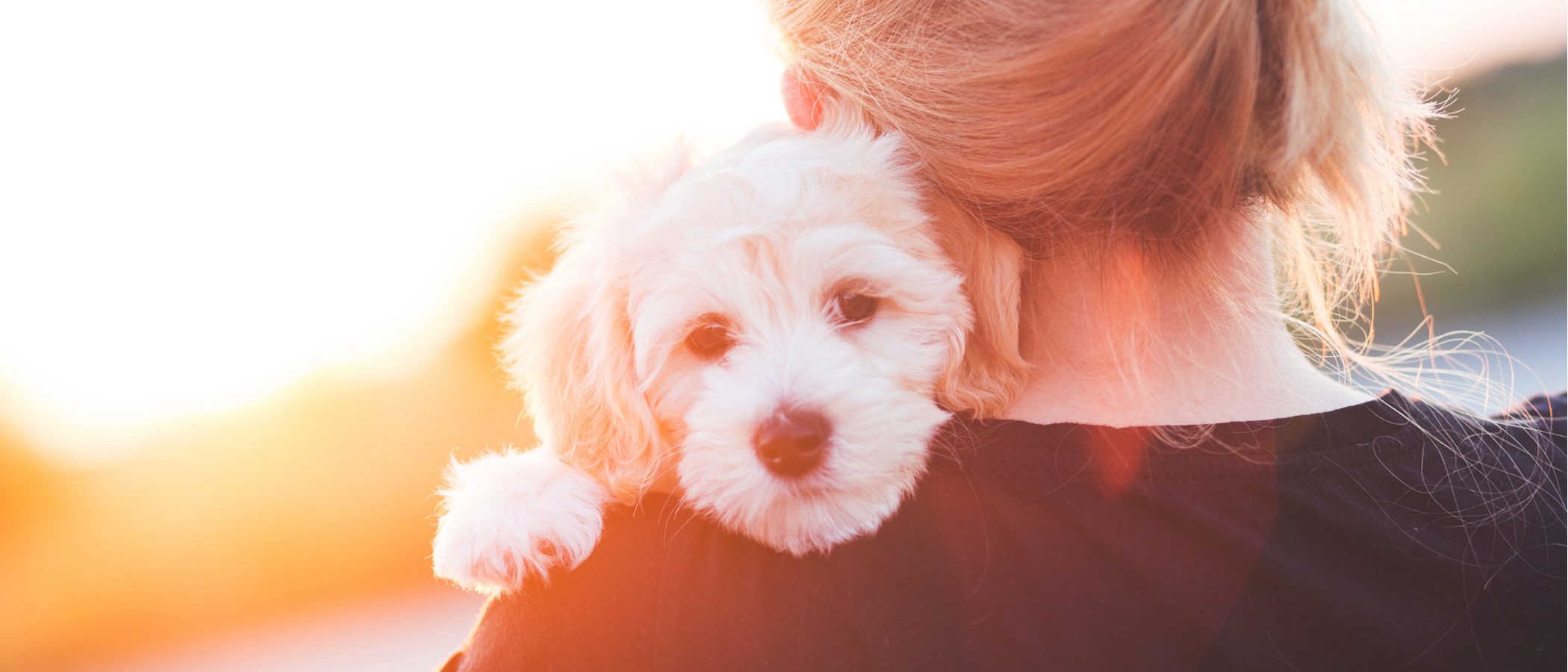 Las 10 razas de perro más cariñosas