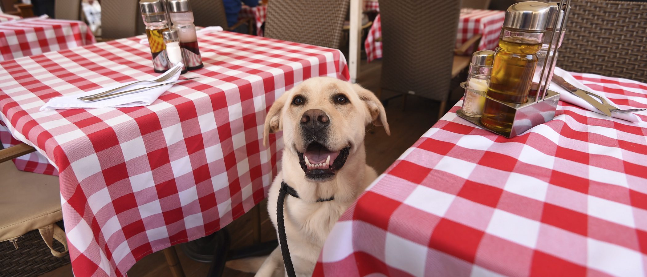 Restaurantes a los que puedes acceder con tu perro