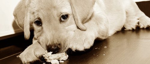 ¿Es bueno dar pan duro a un perro?