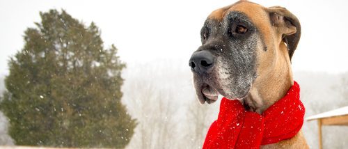 Cómo proteger a tu perro del frío