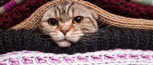 Cómo proteger a tu gato del frío