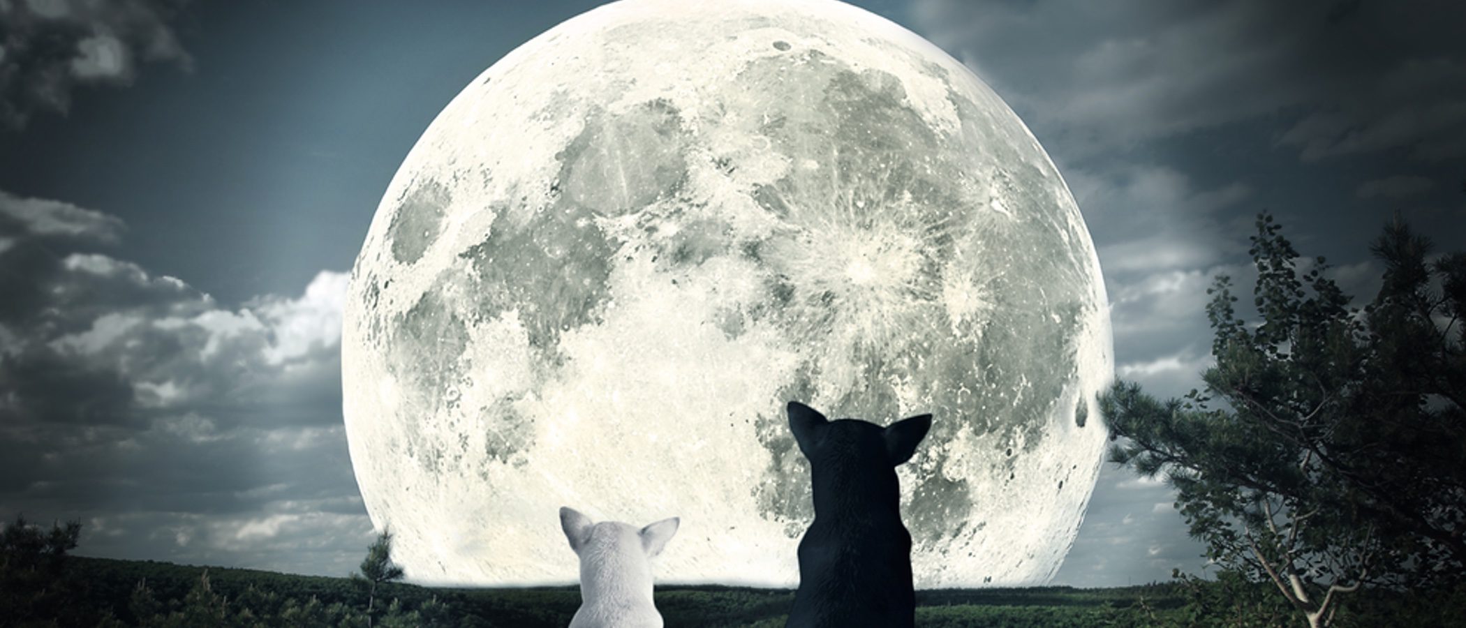 ¿Afecta la luna llena a los perros?