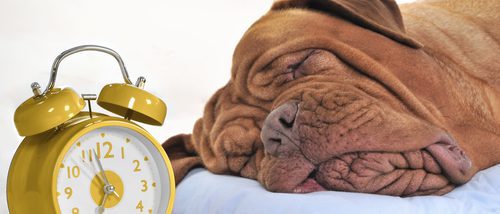 ¿Cuántas horas al día es aconsejable que duerma un perro?