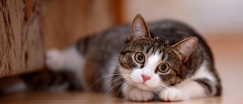 Prurito en los gatos: En qué consiste y cómo combatirlo