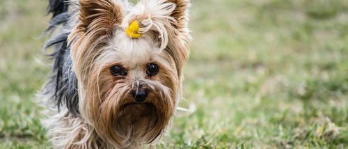 Poner accesorios en el pelo de tu perro. ¿A favor o en contra?