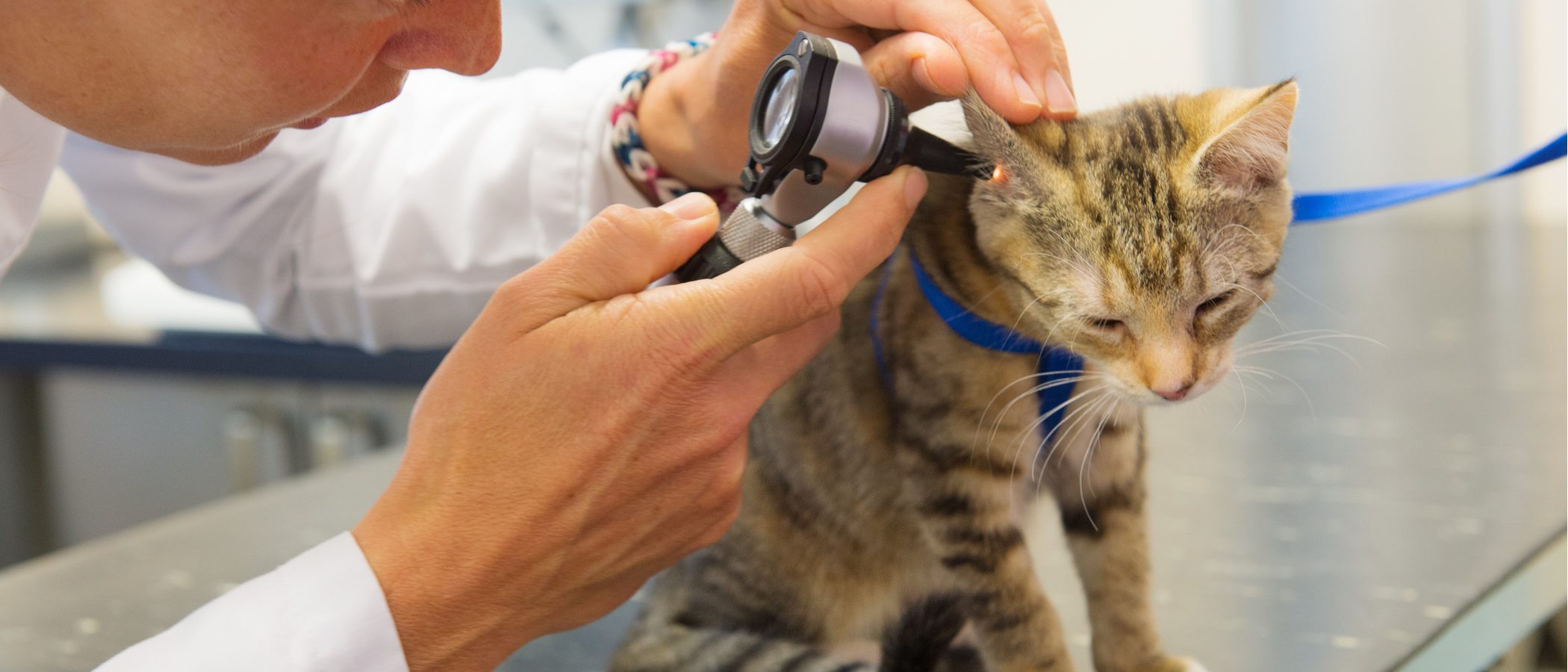 Otitis en gatos: Síntomas, causas - Bekia Mascotas
