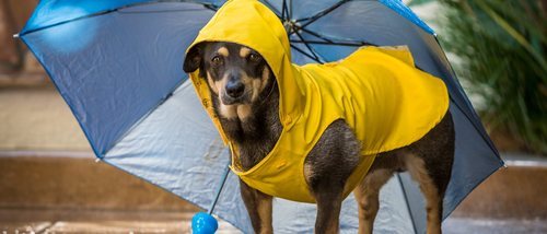 Consejos para limpiar a tu perro después de un paseo por la calle en un día de lluvia