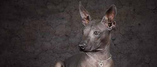 Razas de perros: Xoloitzcuintle