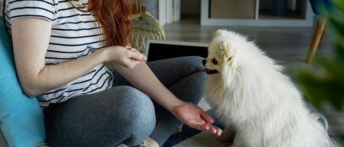 10 formas de jugar con tu perro en casa
