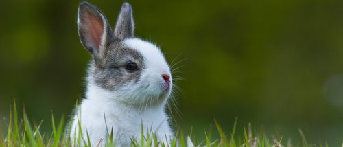 Cómo evitar que mi conejo padezca estrés