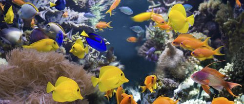 sala revolución Probablemente Los peces más fáciles de cuidar: agua dulce - Bekia Mascotas