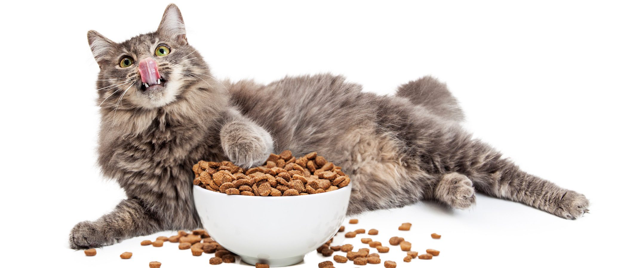 ¿Cómo puedo saber si mi gato tiene una alergia alimentaria?