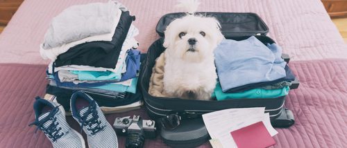 Cómo viajar con tu mascota al extranjero
