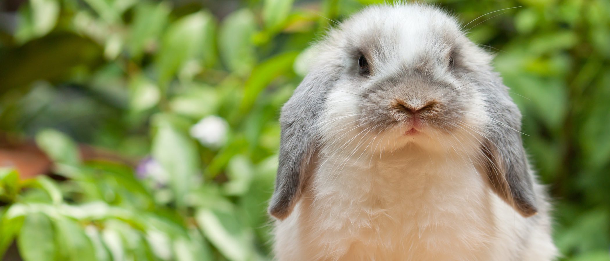 Conejos: descubre a estos roedores domésticos