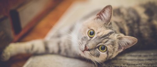 Los 8 mitos más extendidos y que no son verdad sobre los gatos